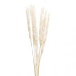 SALONY AGATA_38880-057 SUSZONY KWIAT TRAWA PAMPASOWA JAXX 65-75 CM 6 SZT BIAŁY_36,90 Styl, wygoda i funkcjonalność: znajdź idealny mebel wypoczynkowy